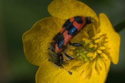 <i>Trichodes alvearius</i>