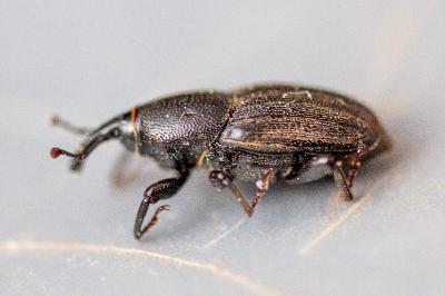 <i>Sphenophorus</i>