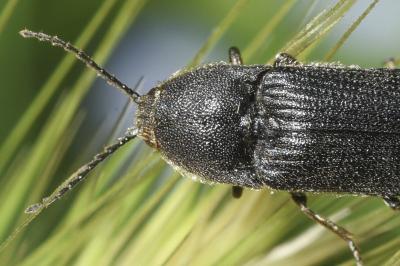 <i>Melanotus punctolineatus</i>