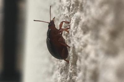 <i>Chrysolina bankii</i>