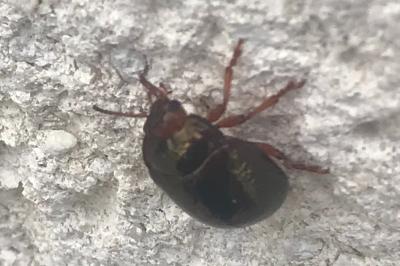 <i>Chrysolina bankii</i>