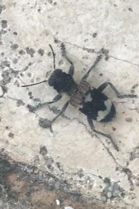 <i>Clerus mutillarius</i>
