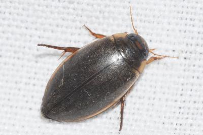 <i>Rhantus suturalis</i>