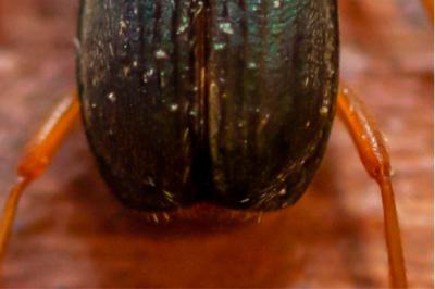 <i>Brachinus crepitans</i>