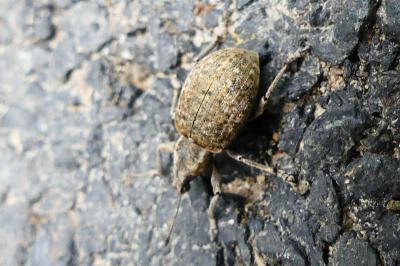 <i>Liophloeus tessulatus</i>