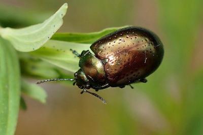 <i>Chrysolina hyperici</i>
