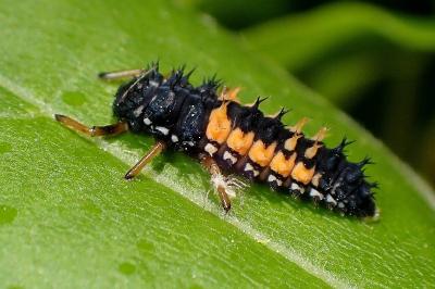 <i>Harmonia axyridis</i>