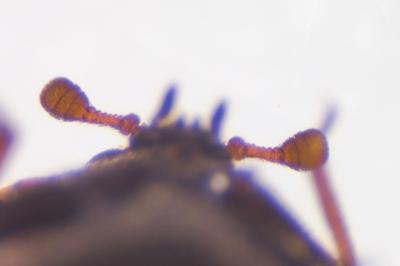 <i>Anthrenus pimpinellae</i>