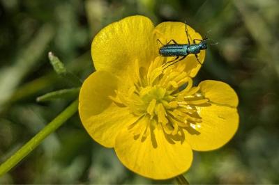 <i>Psilothrix viridicoerulea</i>