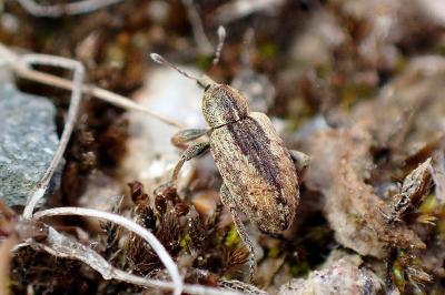 <i>Hypera postica</i>