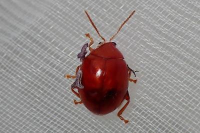 <i>Sphaeroderma</i>