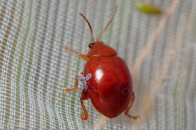 <i>Sphaeroderma</i>
