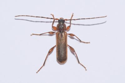 <i>Phymatodes testaceus</i>