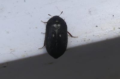 <i>Attagenus pellio</i>
