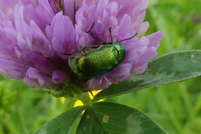<i>Cryptocephalus</i>