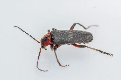 <i>Cantharis rustica</i>