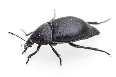 <i>Ablattaria laevigata</i>