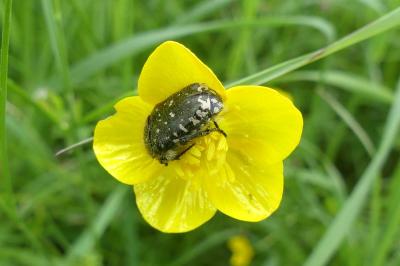 <i>Oxythyrea funesta</i>