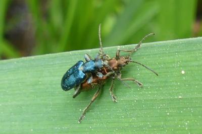 <i>Plateumaris</i>
