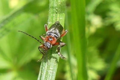 <i>Cantharis rustica</i>