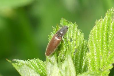 <i>Athous haemorrhoidalis</i>