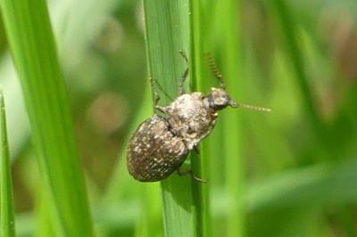 <i>Agrypnus murinus</i>