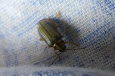 <i>Xanthogaleruca luteola</i>