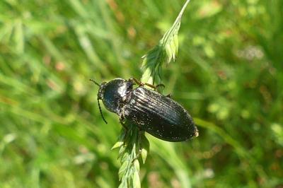 <i>Selatosomus latus</i>