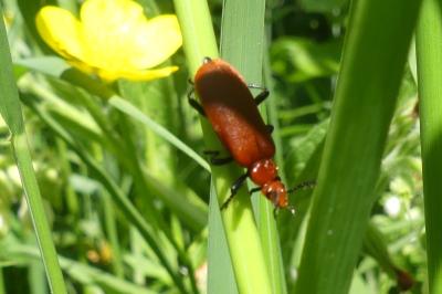 <i>Pyrochroa serraticornis</i>