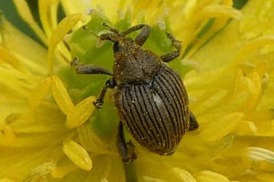 <i>Mononychus punctumalbum</i>