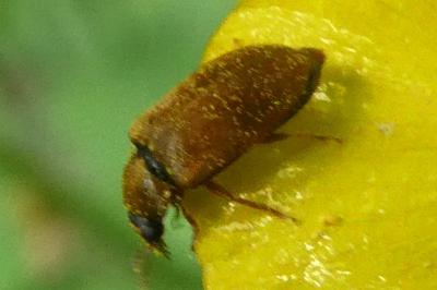 <i>Byturus</i>