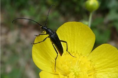 <i>Rutpela nigra</i>