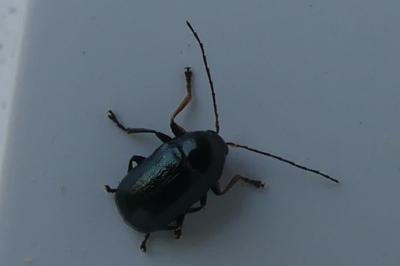 <i>Cryptocephalus</i>