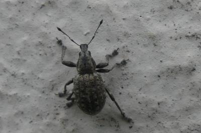 <i>Liophloeus tessulatus</i>