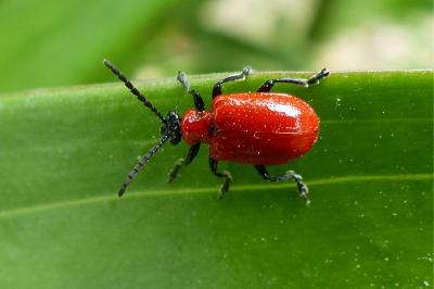 <i>Lilioceris lilii</i>