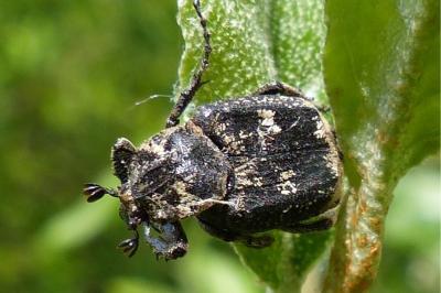 <i>Valgus hemipterus</i>