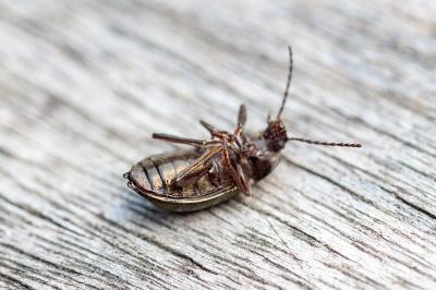 <i>Stenomax aeneus</i>