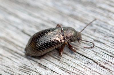 <i>Stenomax aeneus</i>