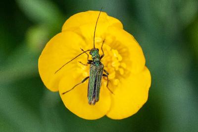 <i>Oedemera nobilis</i>