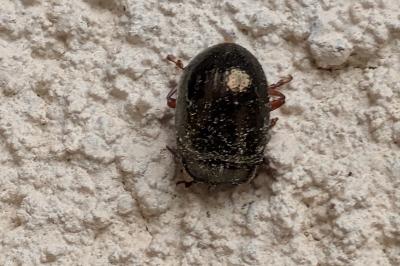 <i>Chrysolina bankii</i>