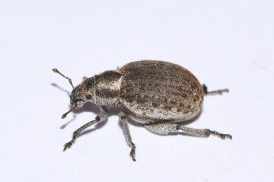 <i>Philopedon plagiatum</i>
