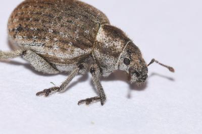 <i>Philopedon plagiatum</i>