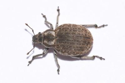 <i>Philopedon plagiatum</i>