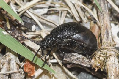 <i>Galeruca tanaceti</i>