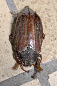 <i>Melolontha melolontha</i>