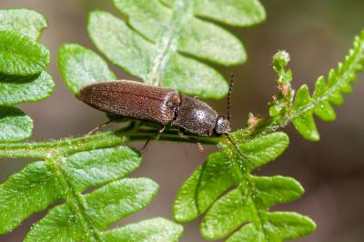 <i>Athous haemorrhoidalis</i>