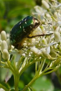 <i>Cetonia aurata</i>
