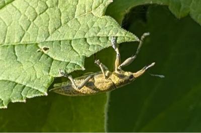 <i>Lixus iridis</i>