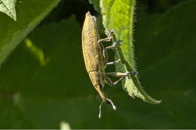 <i>Lixus iridis</i>