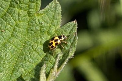 <i>Propylea quatuordecimpunctata</i>